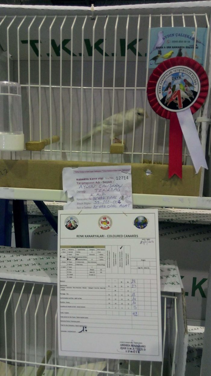 aydın çalışkan kanarya