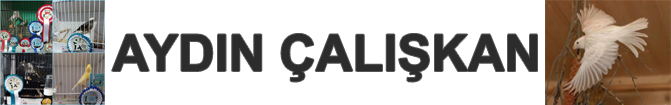Kanaryacı Aydın Çalışkan